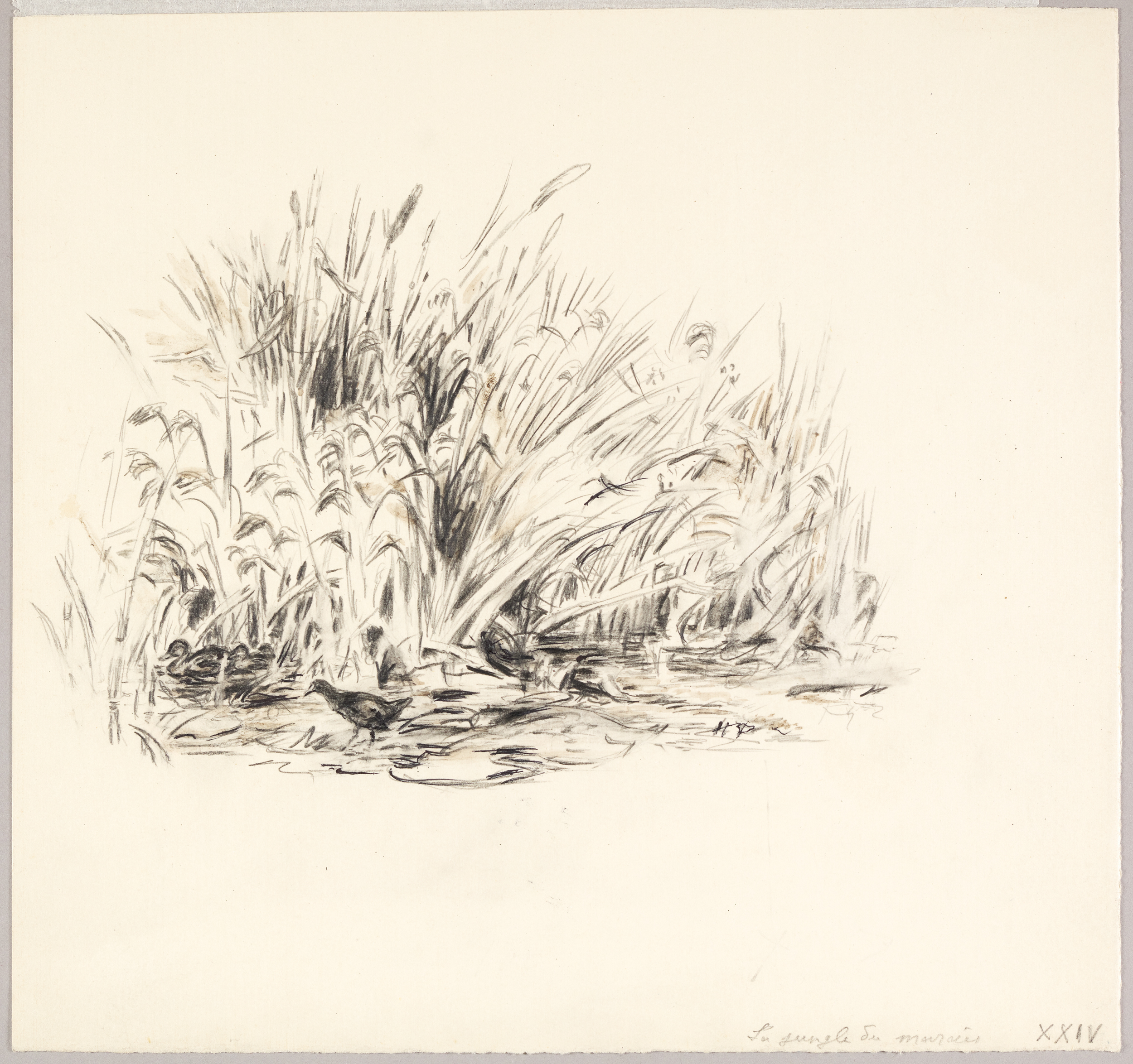 La jungle du marais, Henri de Parceveaux, 20e siècle