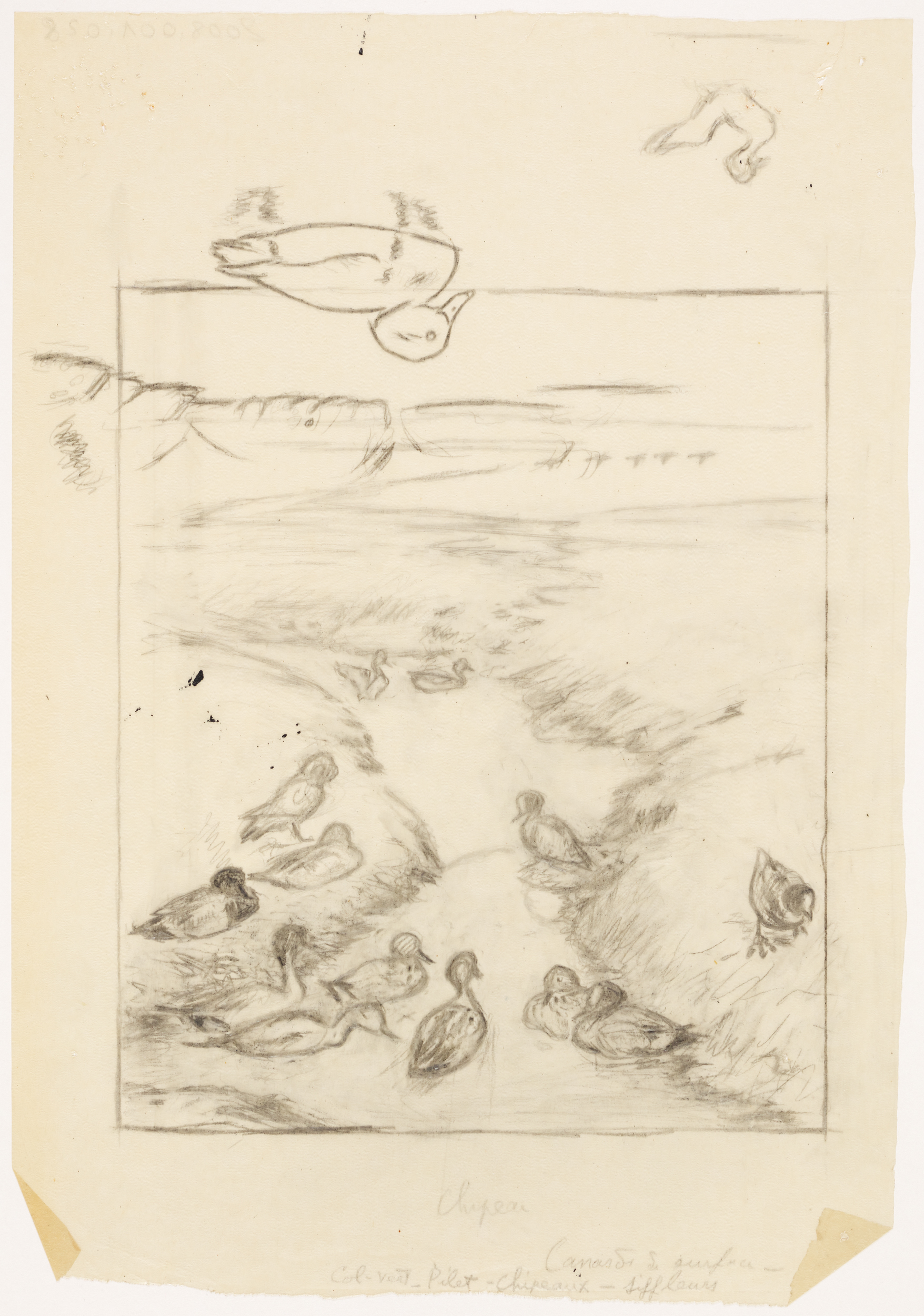 Canards et oiseaux, Henri de Parceveaux, 20e siècle