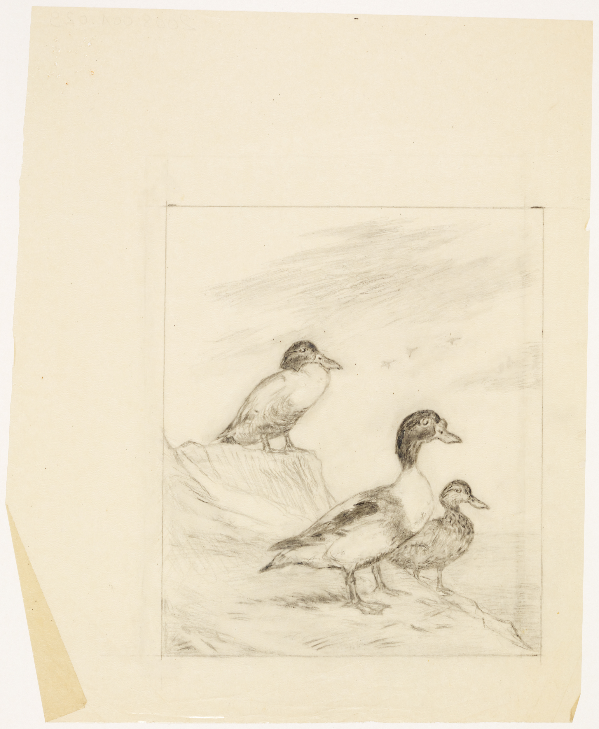 Trois canards, Henri de Parceveaux, 20e siècle