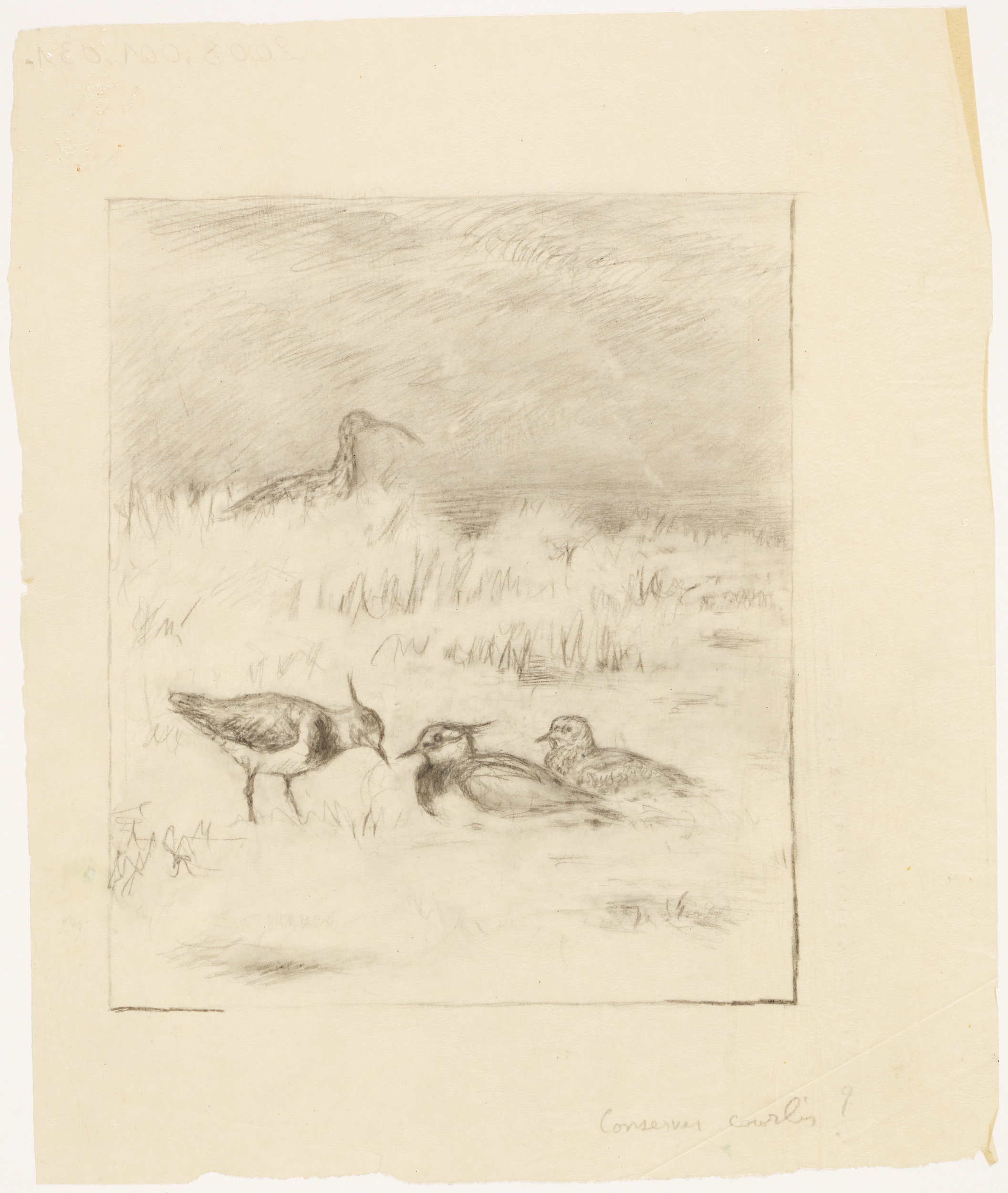 Courlis et 2 vanneaux huppés, Henri de Parceveaux, 20e siècle
