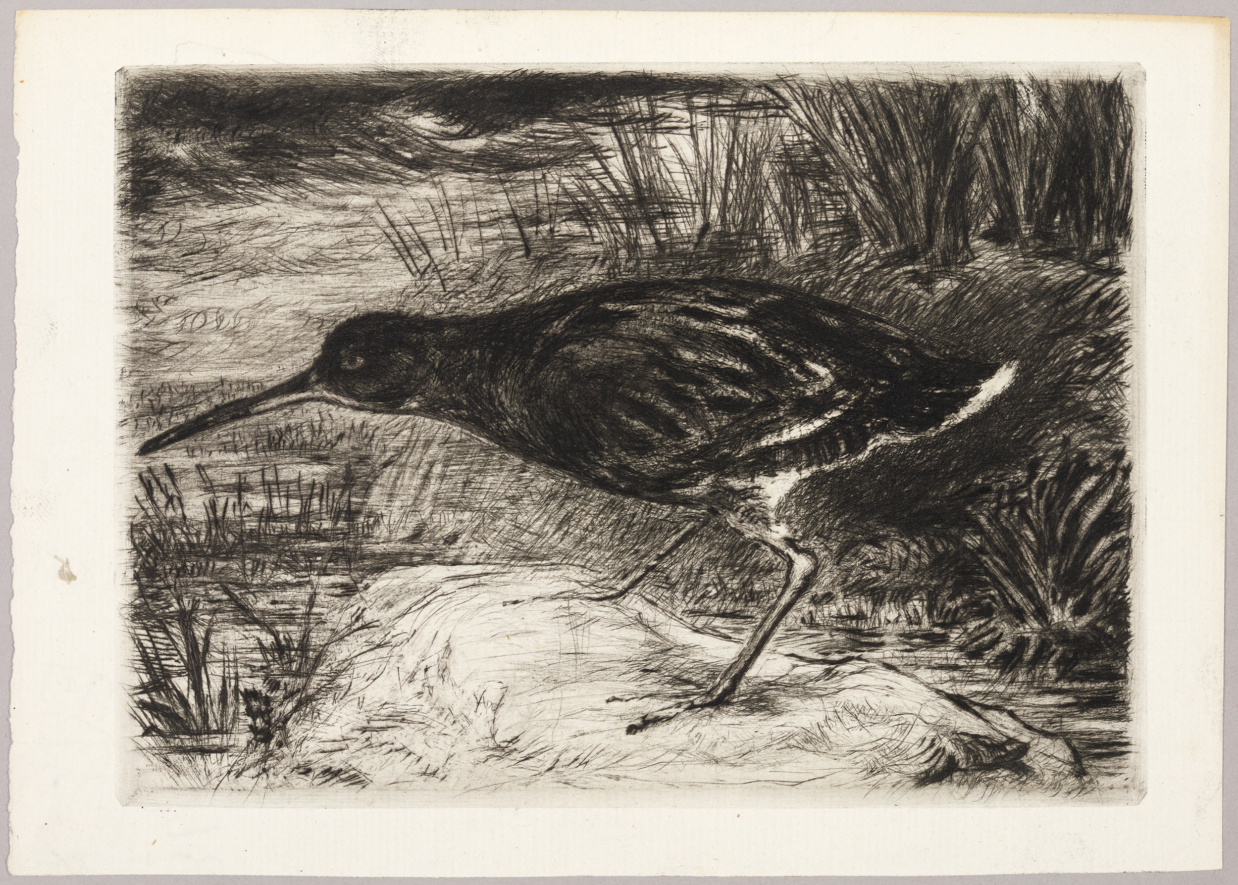 Oiseau, Henri de Parceveaux, 20e siècle