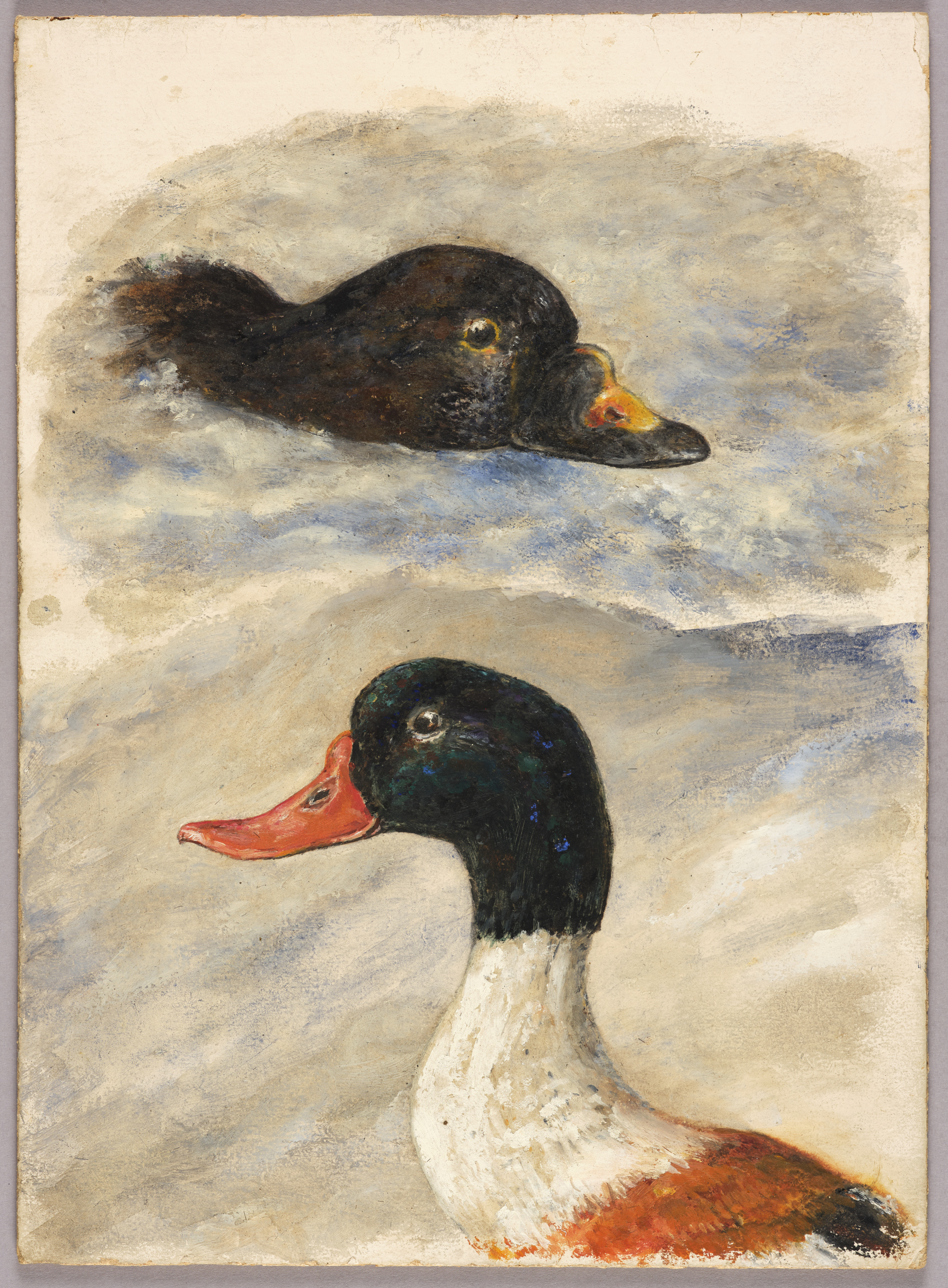 Tadornes de belon, Henri de Parceveaux, 20e siècle