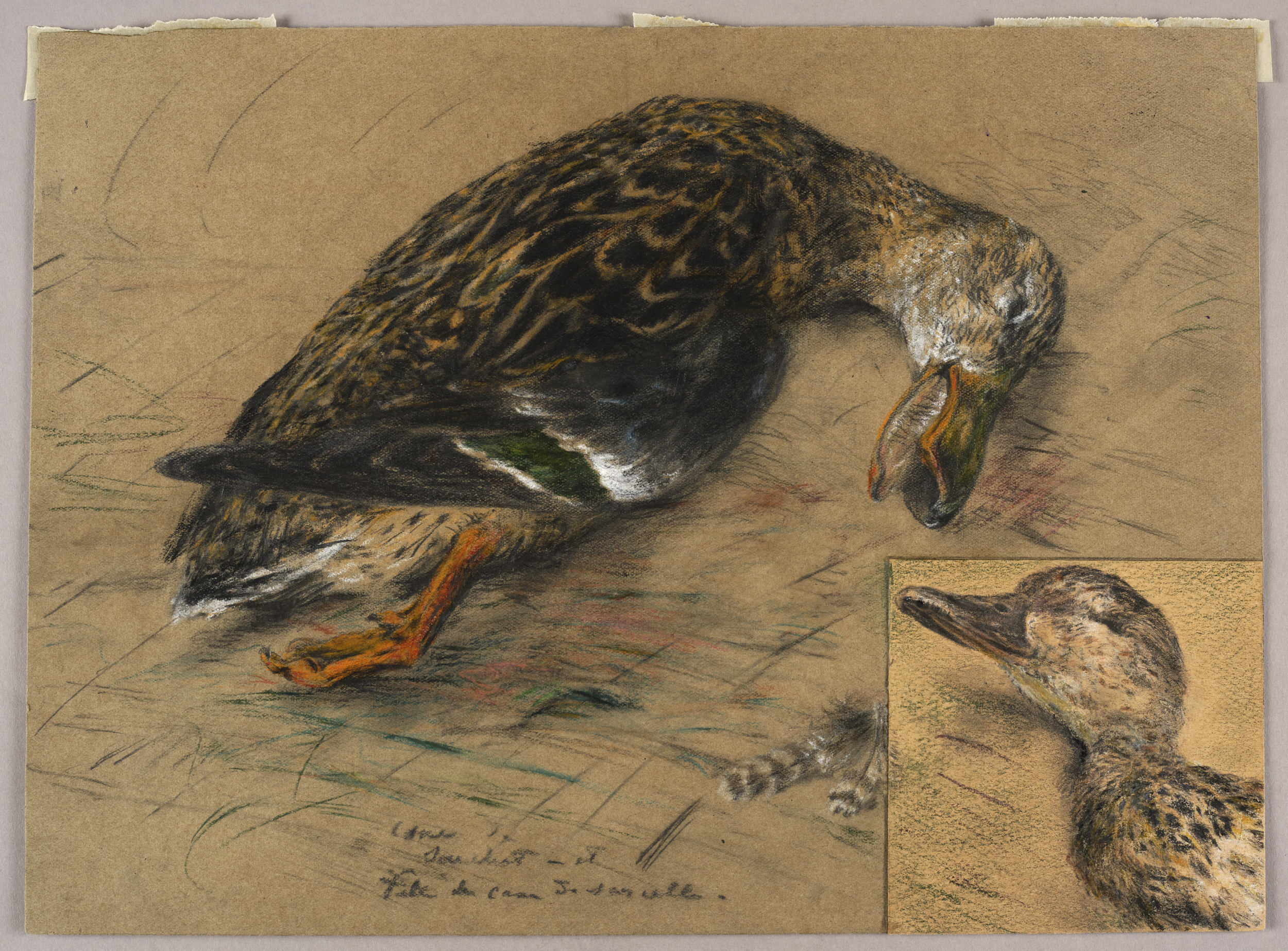 Cane souchet et tête de cane sarcelle, Henri de Parceveaux, 20e siècle
