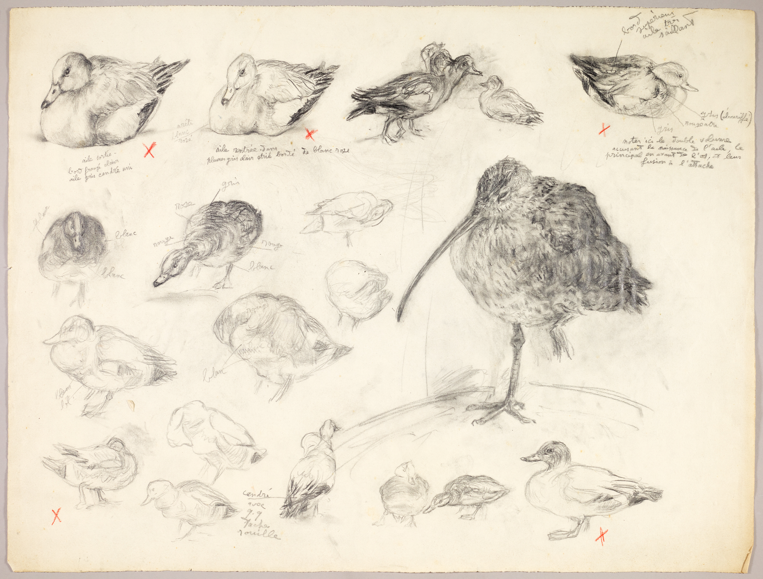 Etudes de canards et oiseaux, Henri de Parceveaux, 20e siècle