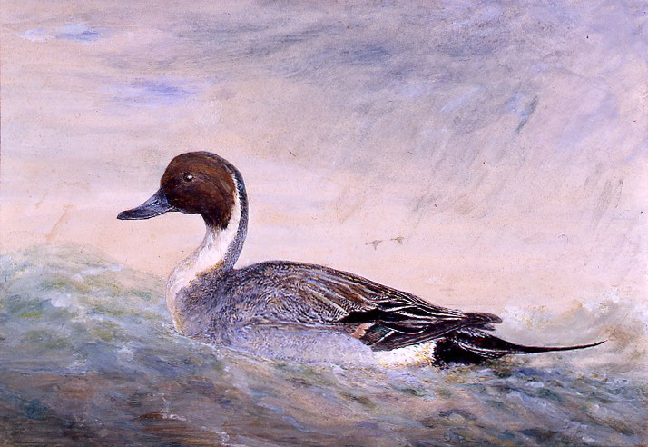 Canard pilet, Henri de Parceveaux, 20e siècle