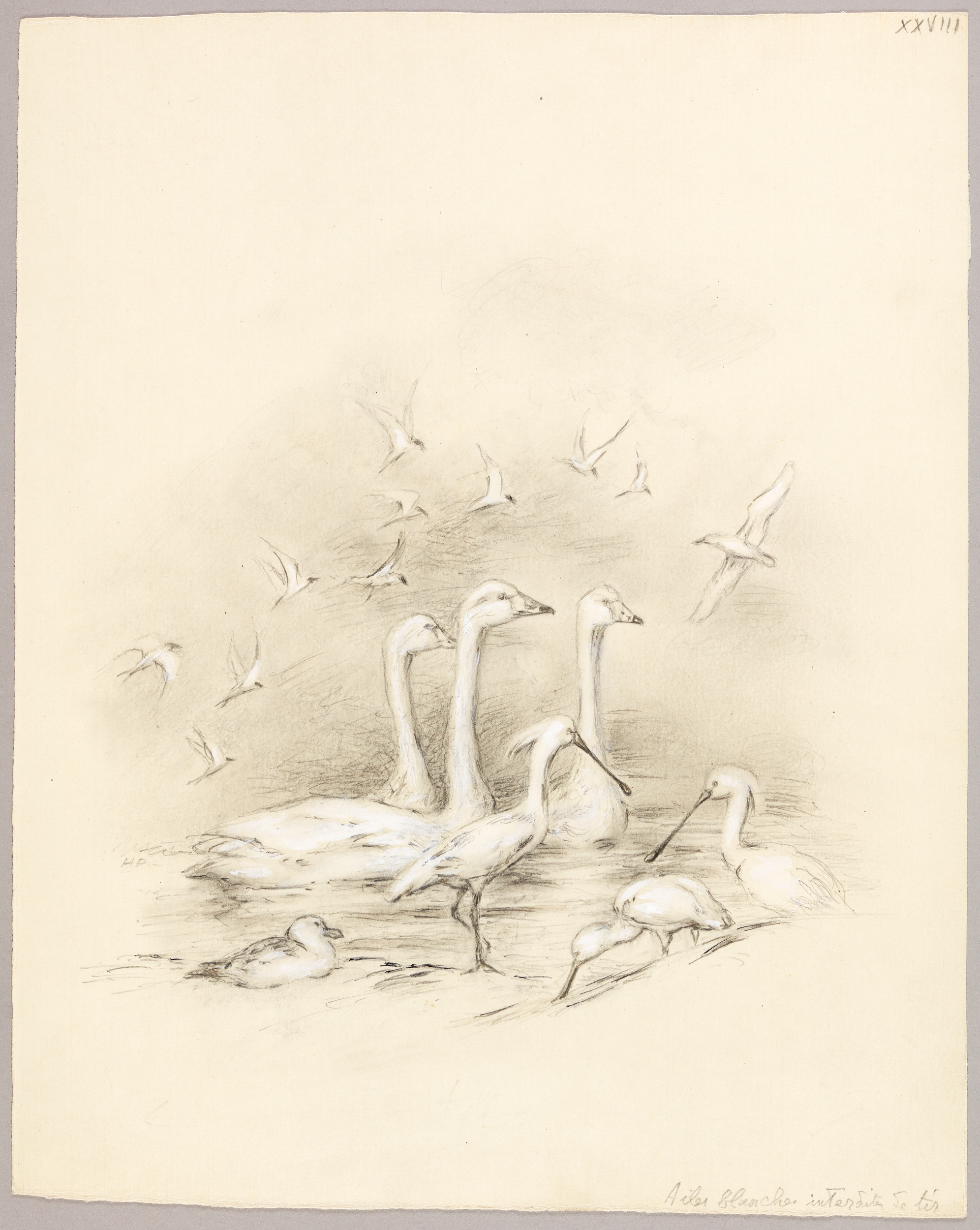 Ailes blanches interdites de tir, Henri de Parceveaux, 20e siècle