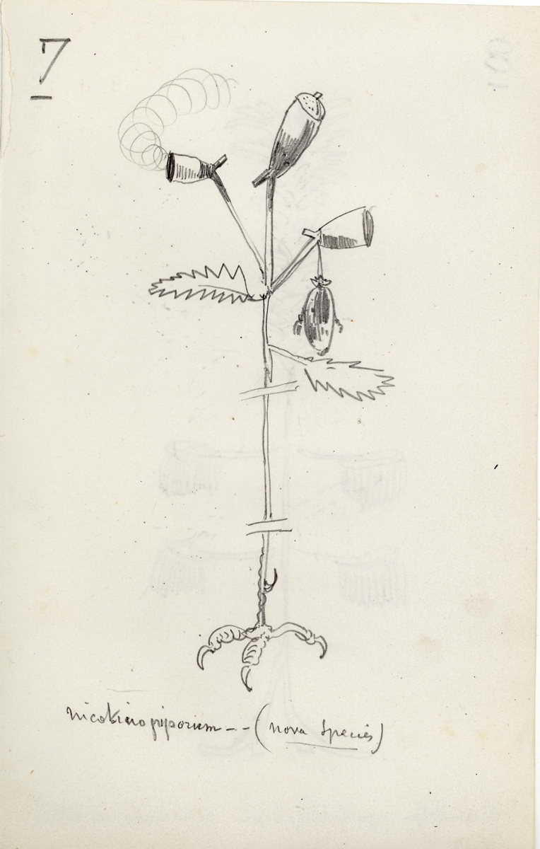 Dessins, Maurice Sand, Avant 1889