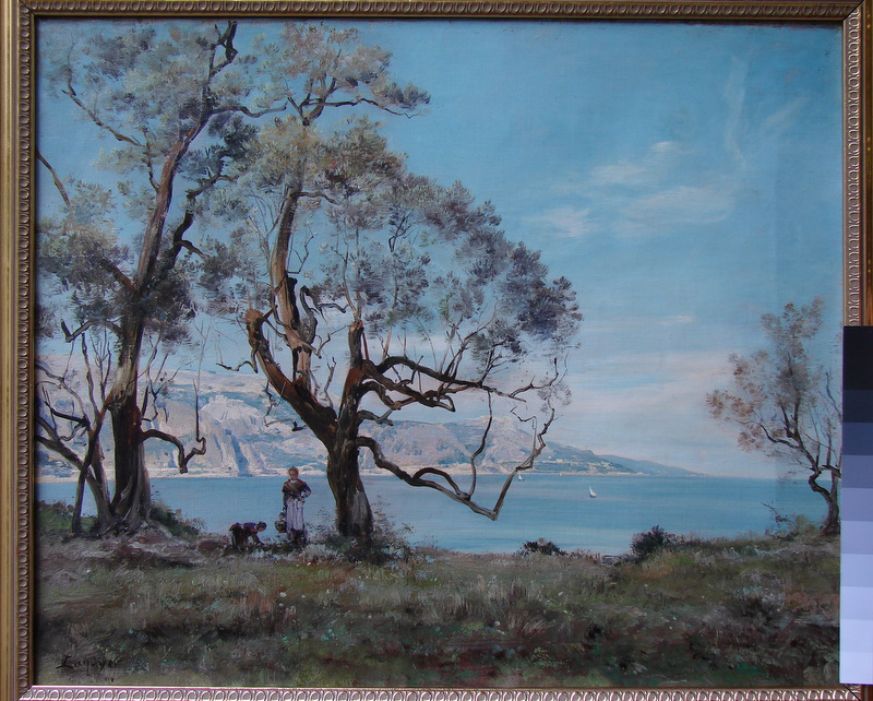 Oliviers grêles avec la Tête de Chien dans le fond et la mer._0