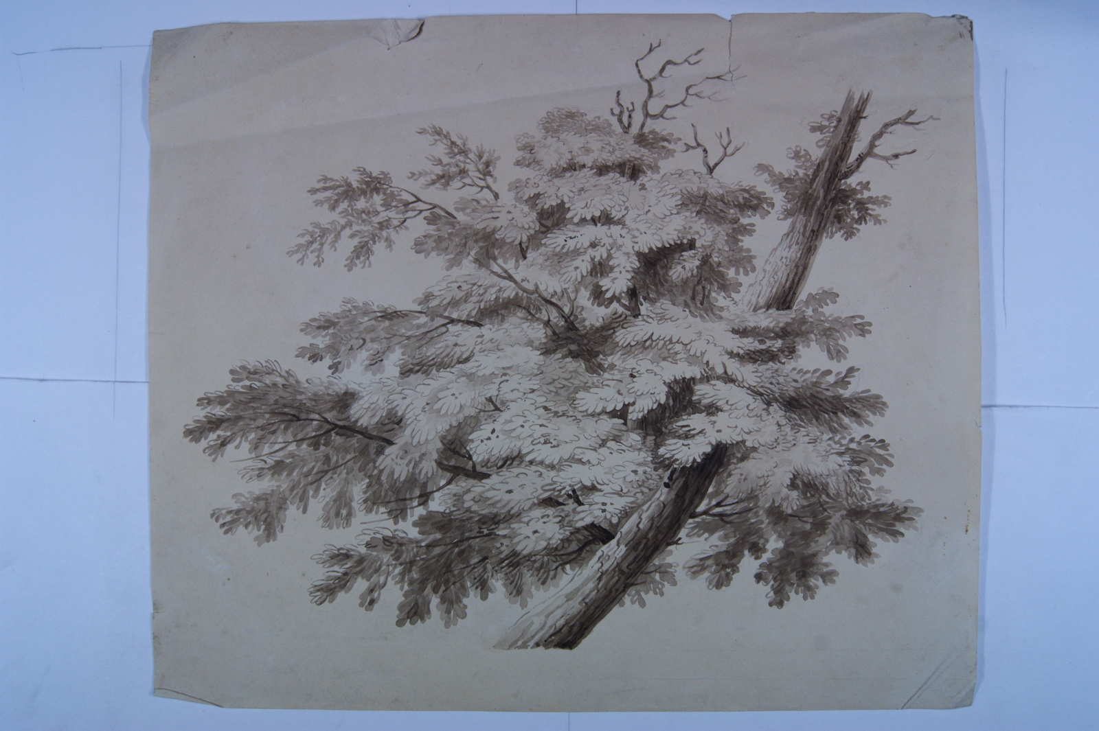 Arbre penché vers la droite avec côté gauche un feuillage dense. (titre factice)_0