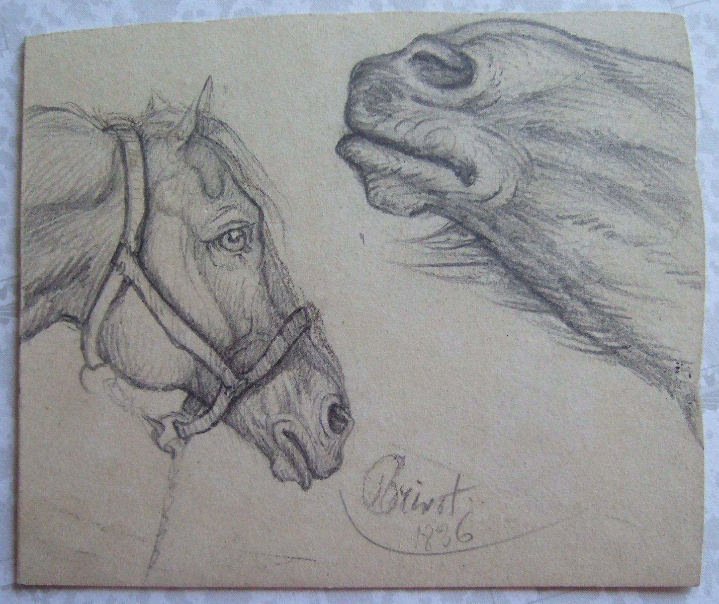 Cheval avec licol et museau de cheval. (titre factice)_0