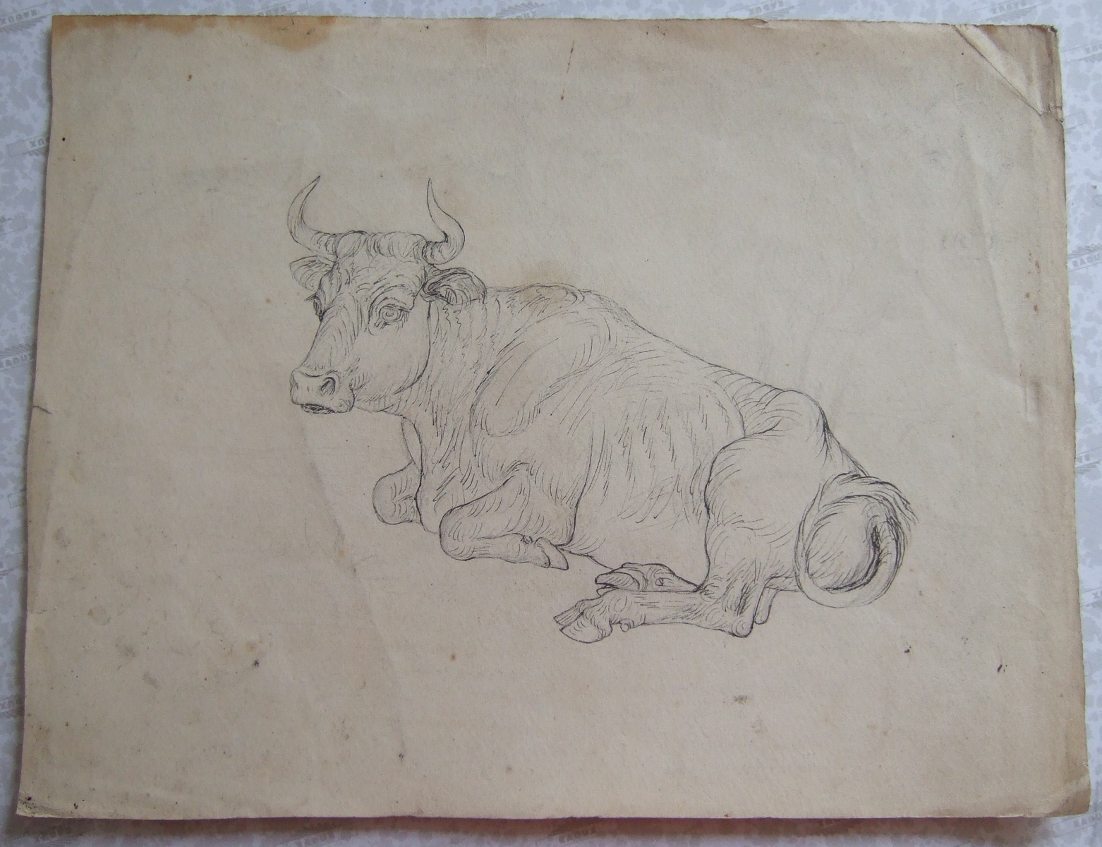 Vache couchée. (titre factice), Brivet, 19e siècle