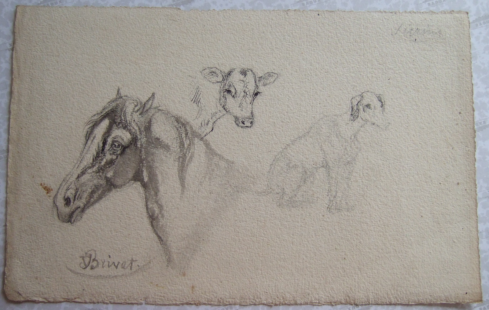 Un chien assis, tête de veau et tête de cheval. (titre factice), Brivet, 19e siècle