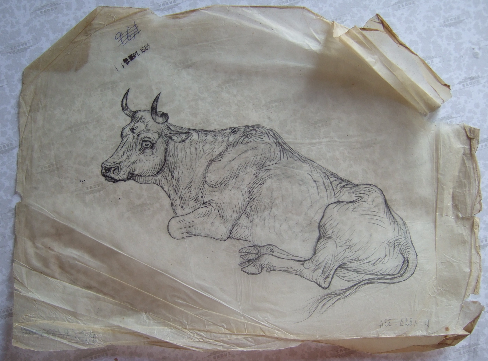Vache couchée tournée vers la gauche. (titre factice)_0