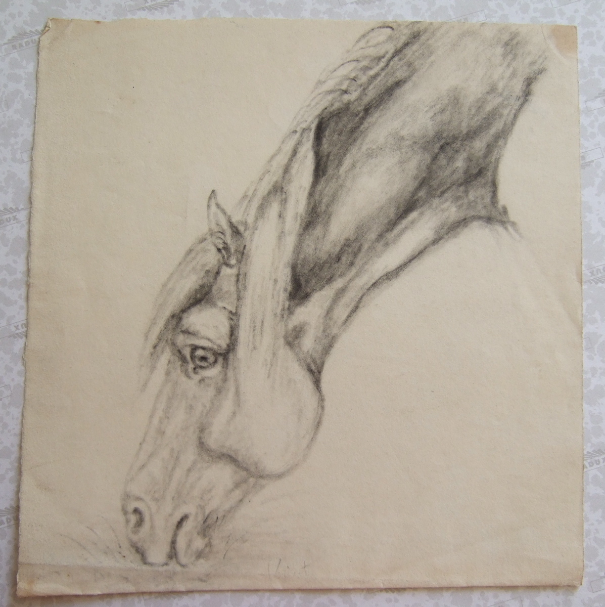 Tête de cheval broutant, tête et encolure tournées vers la gauche. (titre factice), Brivet, 19e siècle