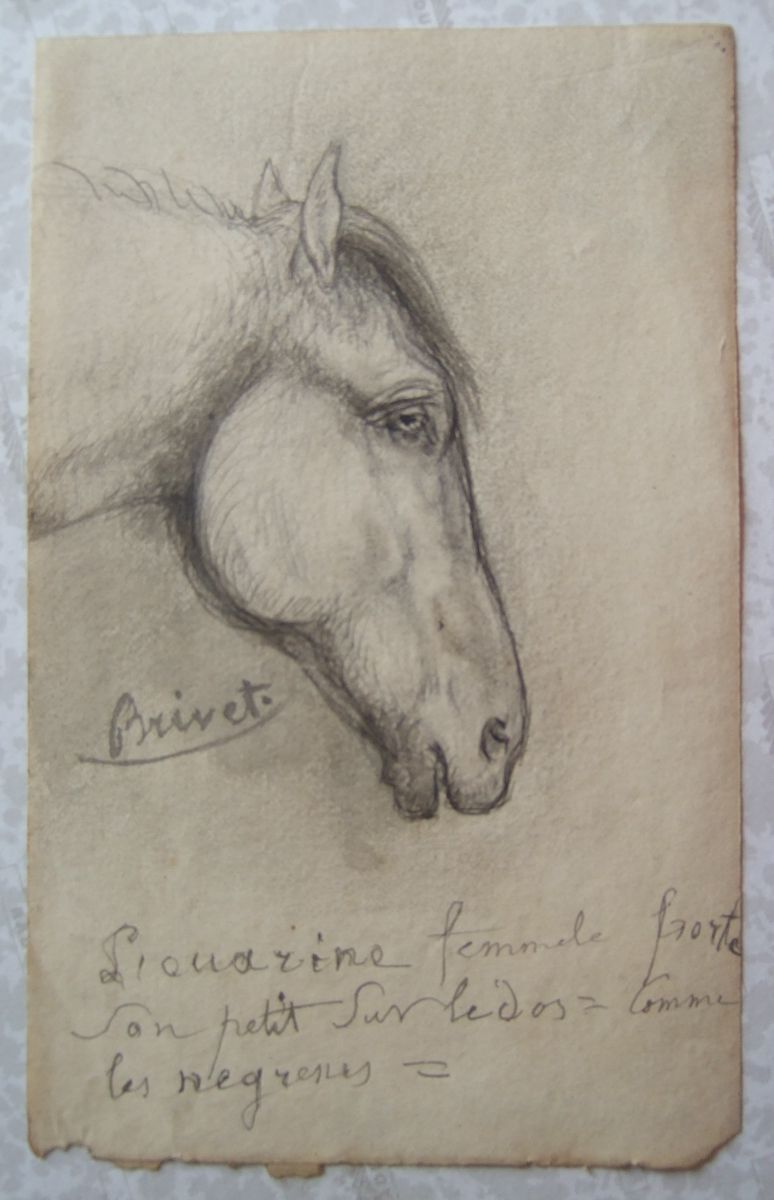 Tête de cheval. (titre factice)_0