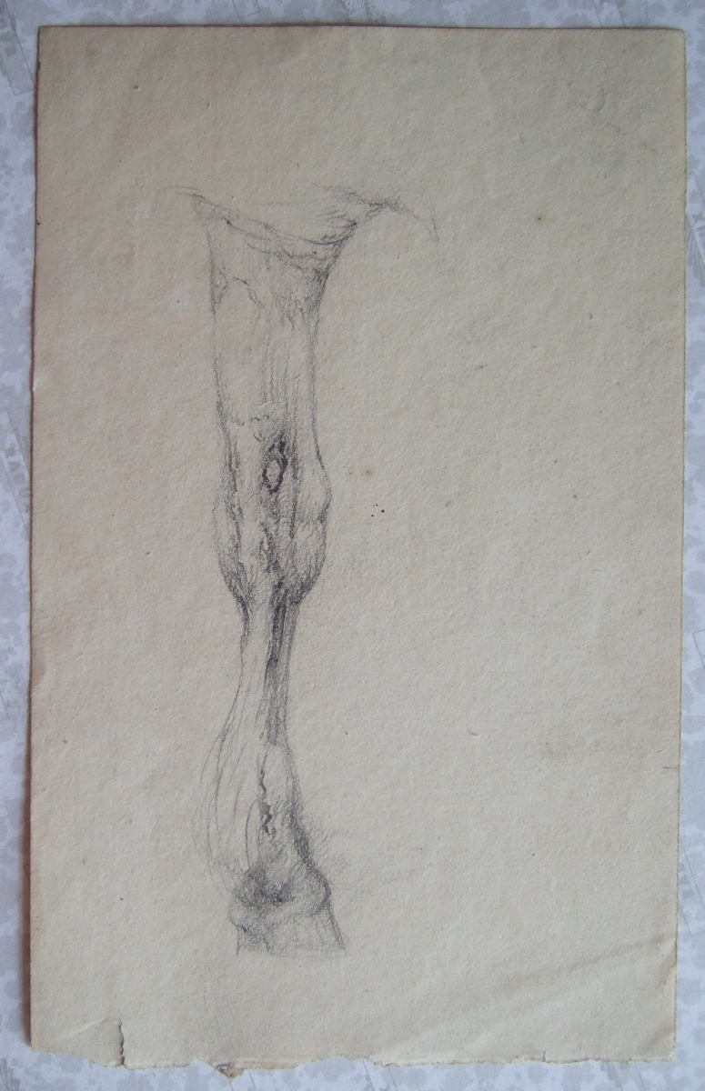 Antérieur gauche d'un cheval, détail. (titre factice), Brivet, 19e siècle