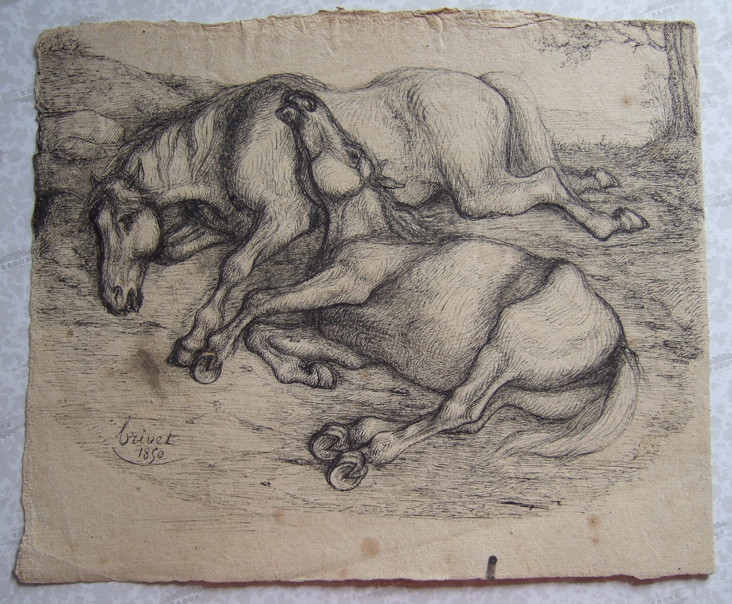 Deux chevaux couchés. (titre factice), Brivet, 1850