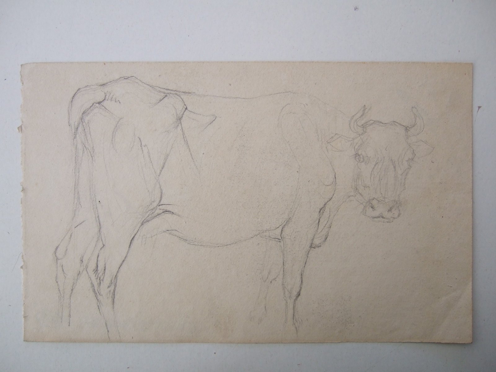 Une vache de profil. (titre factice), Brivet, 19e siècle