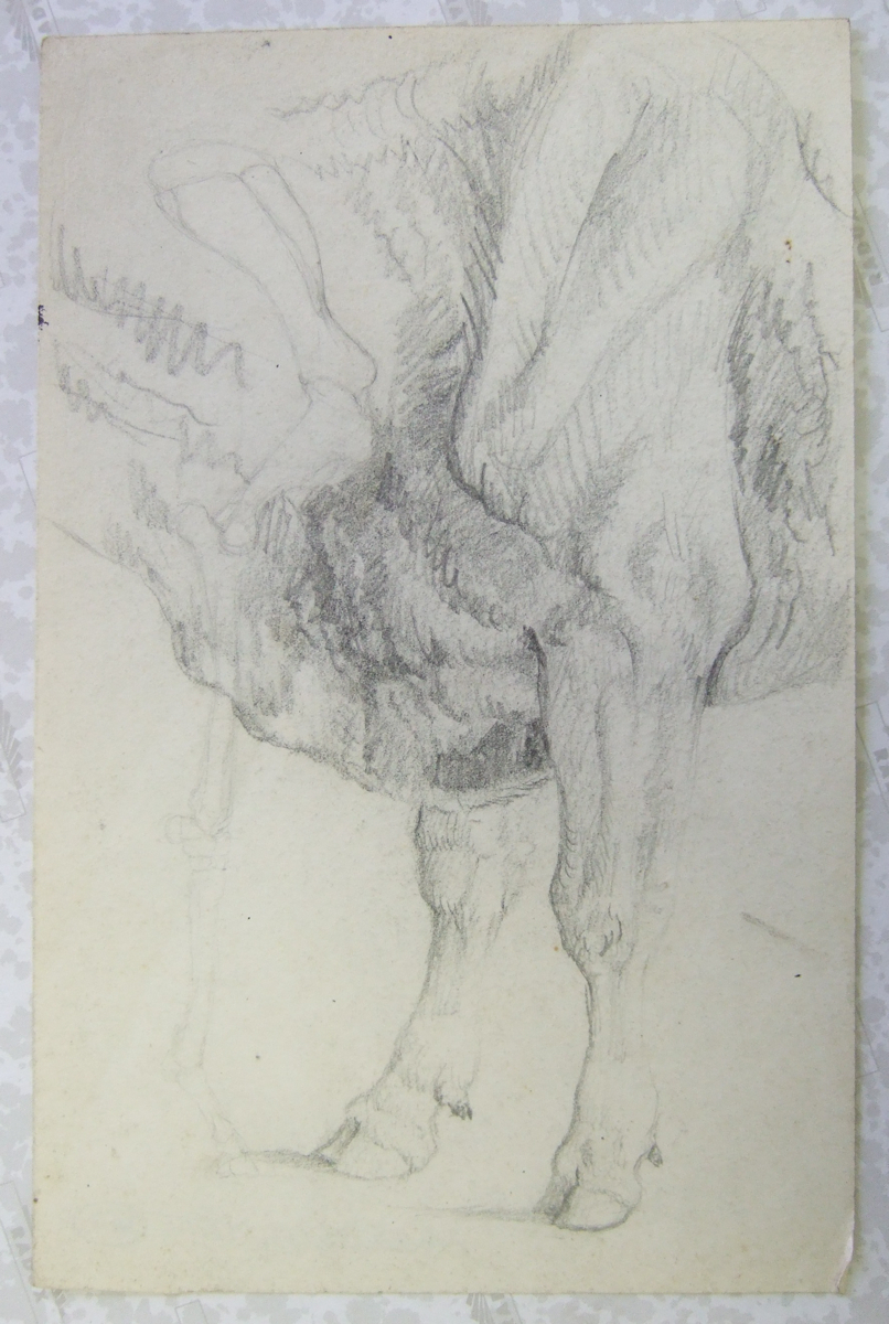 Antérieur et épaule d'une vache (détail). (titre factice), Brivet, 19e siècle