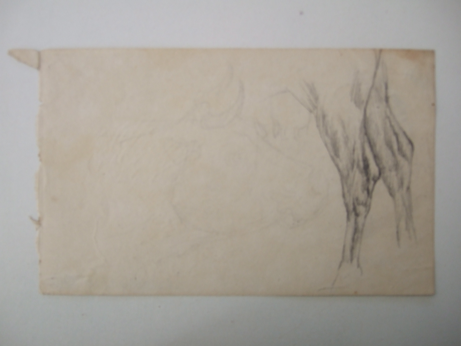 Postérieur d'une vache (détail) et tête de vache de profil à peine esquissée. (titre factice), Brivet, 19e siècle