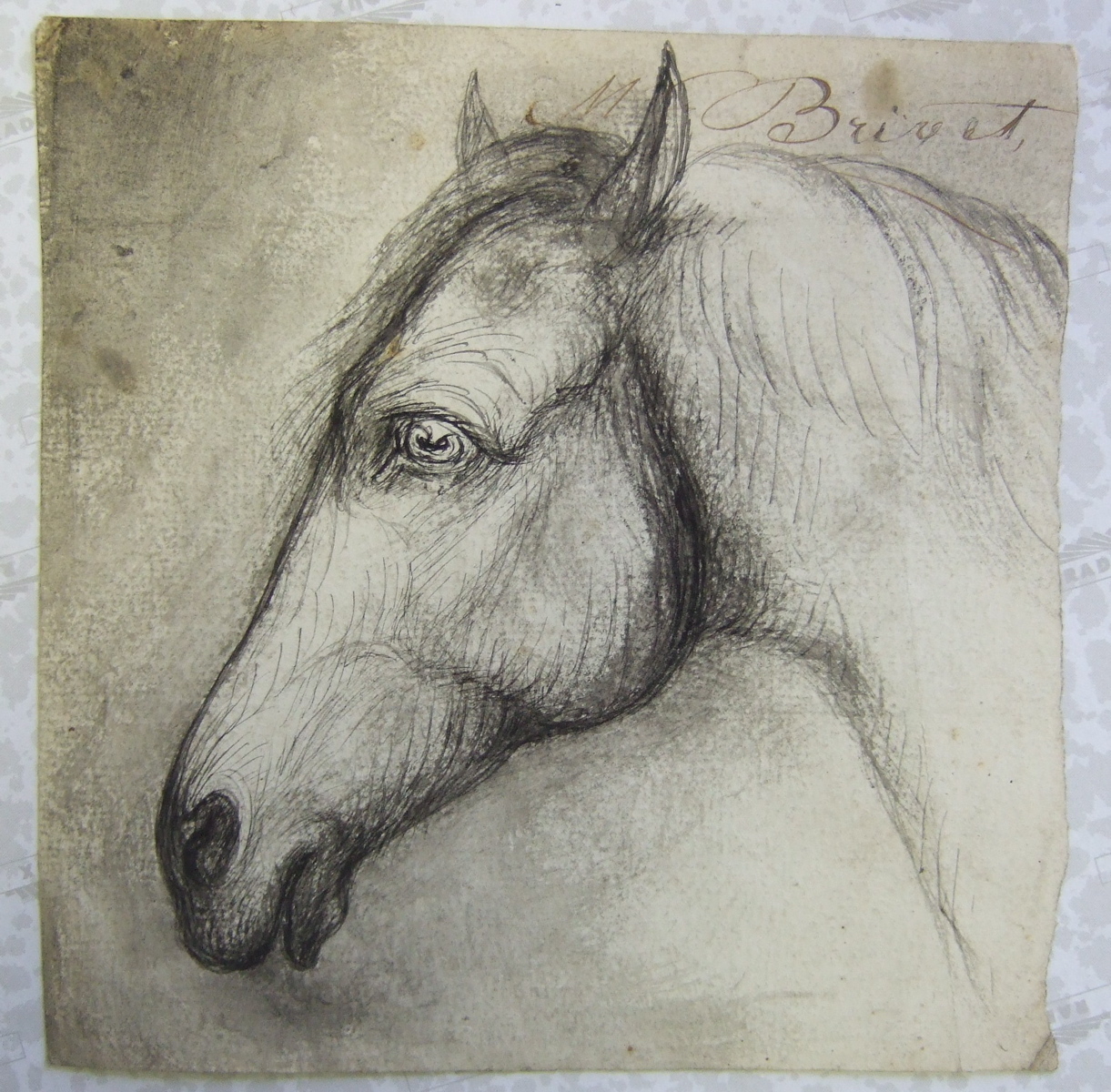 Tête de cheval tourné vers la gauche. (titre factice), Brivet, 19e siècle