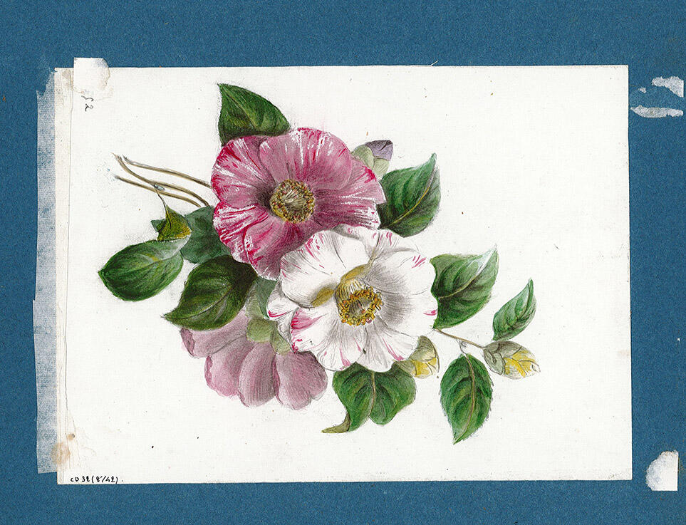 Carnet de dessins d'Edmond Gautier et de son épouse Louise, Edmond Gautier, 1852 vers