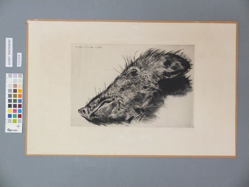 Hure de marcassin (titre factice), André Jacquemin, 1946