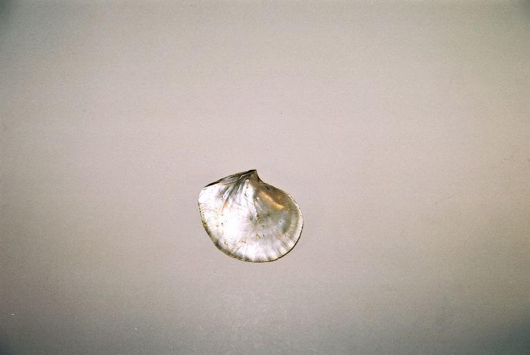 Valve d'huître_0