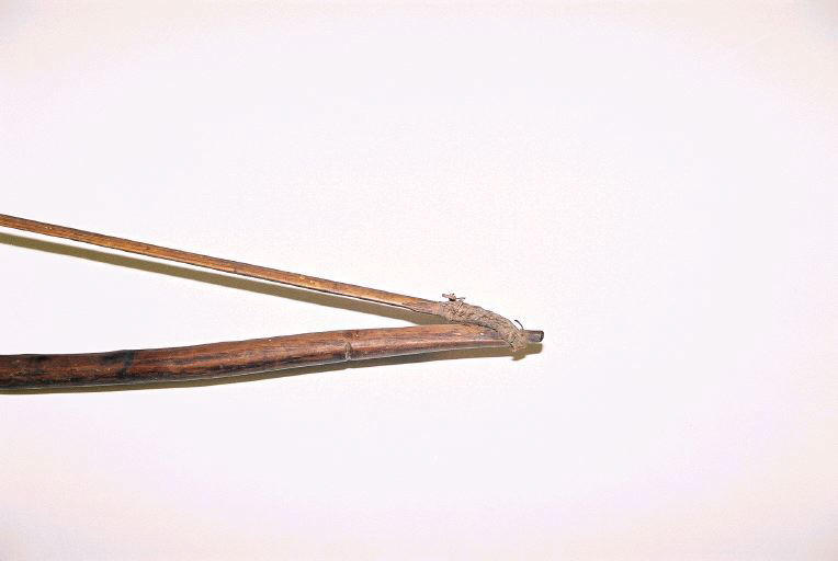Arc (arme)_1