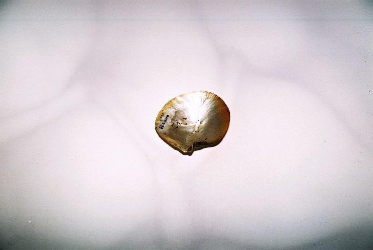 Valve d'huître_0