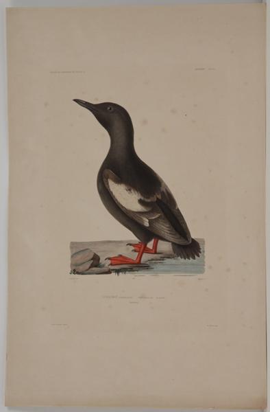Voyages de la commission scientifique du nord en Scandinavie, en Laponie, au Spitzberg et aux Feröe, tome 4_6