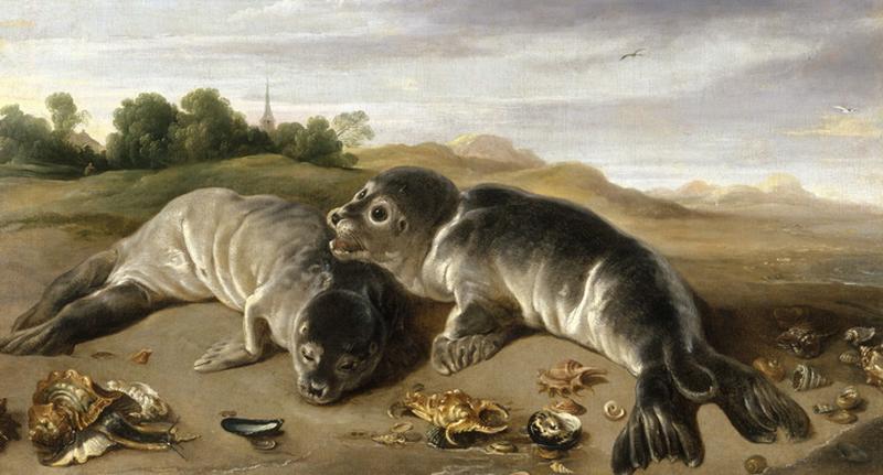 Deux jeunes phoques sur un rivage_0