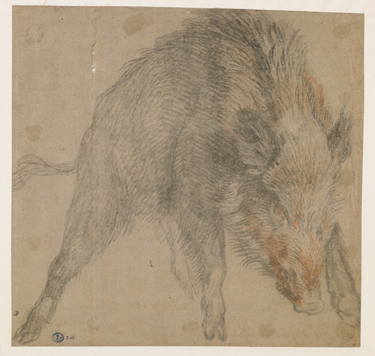 Sanglier chargeant_0