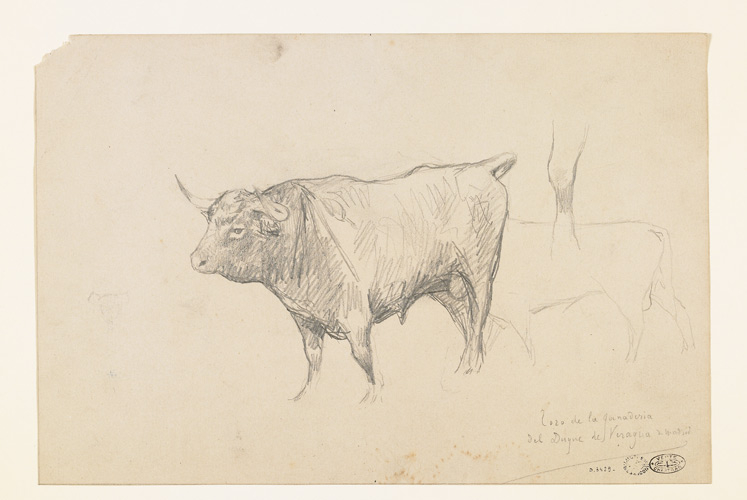 Etude de taureau, Théobald Chartran, 3e quart 19e siècle, 1er quart 20e siècle