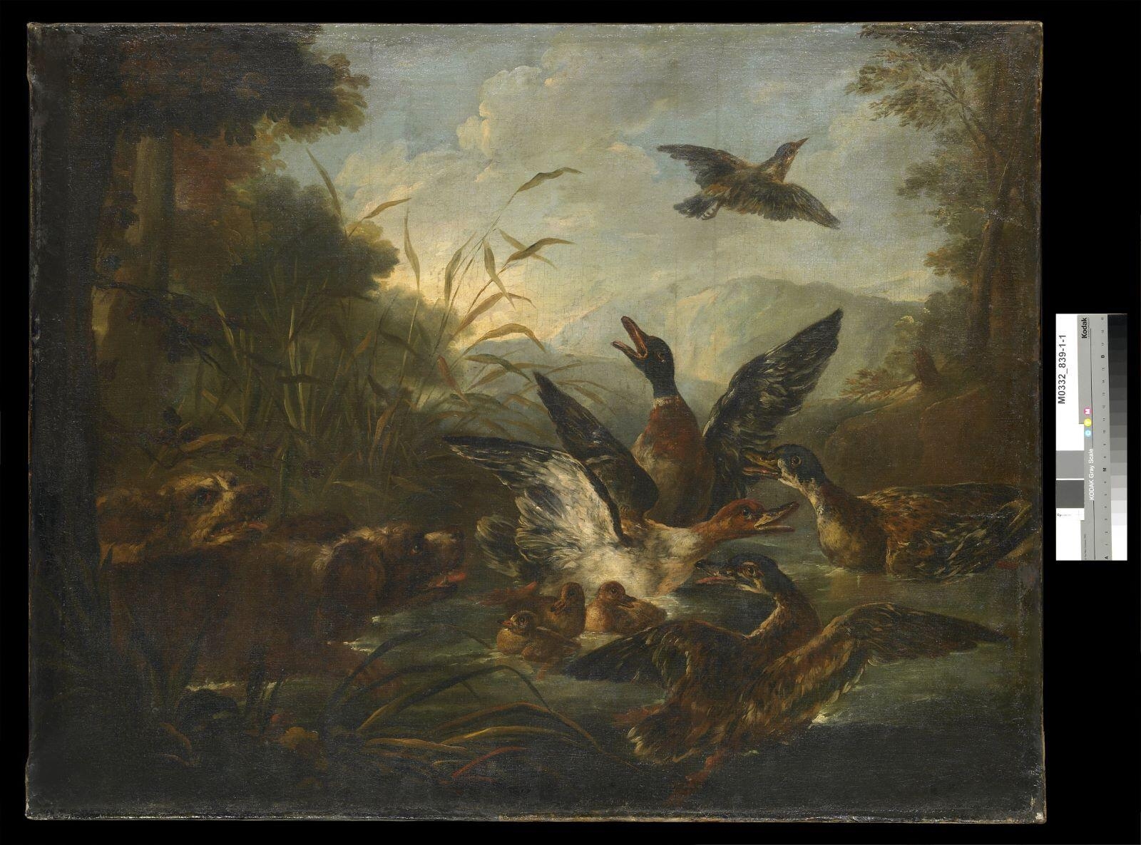 Canards colverts effrayés par deux chiens romagnols, Angelo Maria Crivelli, 17e siècle