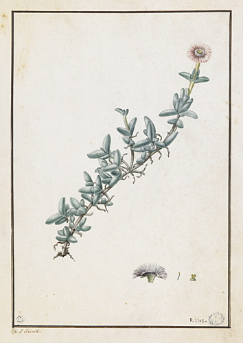 Rameau fleuri de plante grasse, Пьер-Жозеф Редуте, 1775