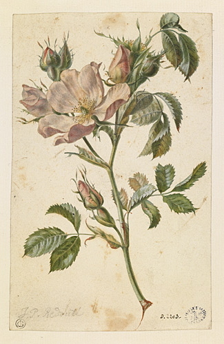 Tige d'églantine, Pierre Joseph Redouté, 18e siècle, 19e siècle
