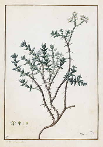 Etude de plante grasse Crassula sp._0