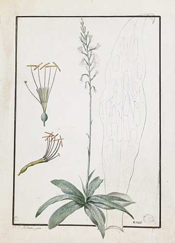 Etude d'une plante de la famille des Amaryllidacées, Пьер-Жозеф Редуте