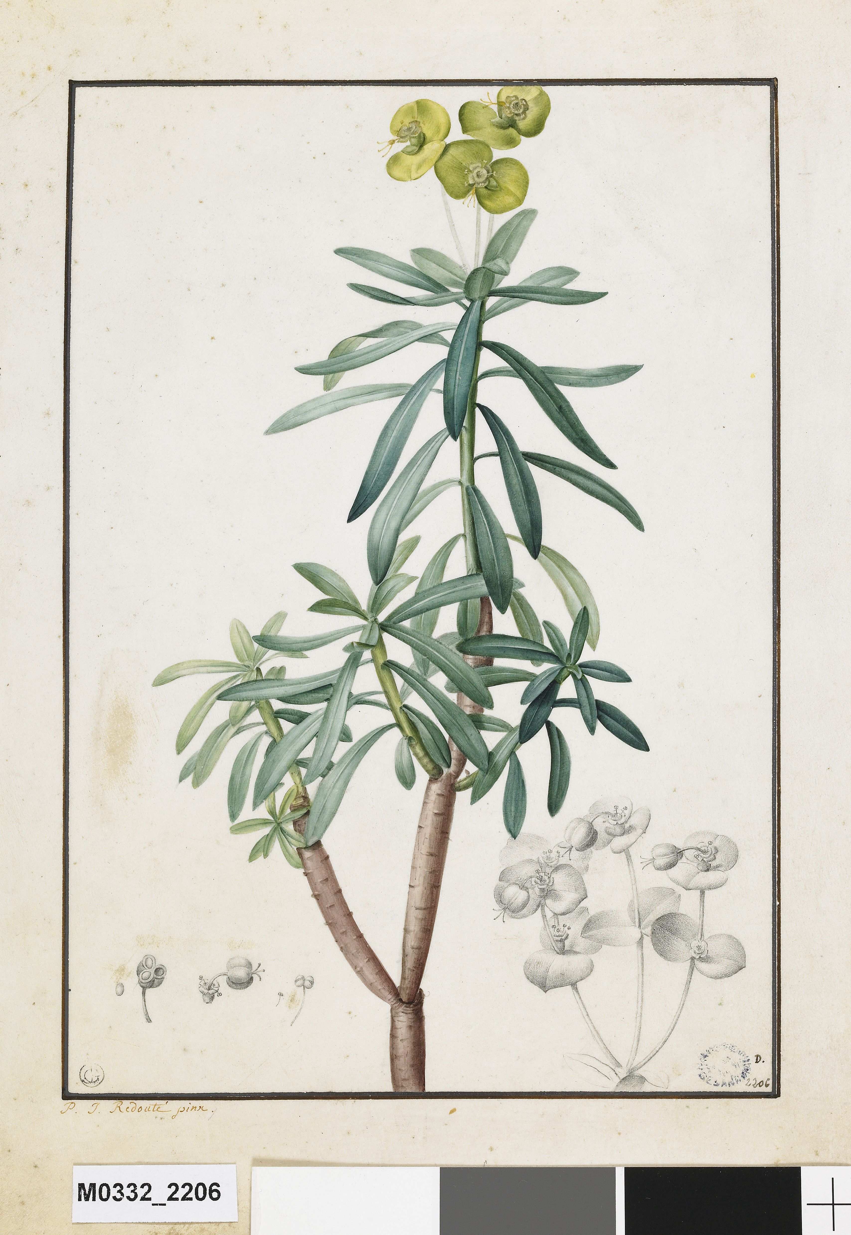 Rameau fleuri d'euphorbe, Pierre Joseph Redouté, 18e siècle, 19e siècle