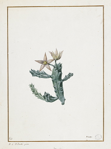 Etude d'Huernia, Пьер-Жозеф Редуте