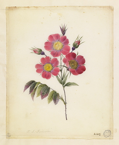 Tige d'églantine de montagne, Pierre Joseph Redouté, 18e siècle, 19e siècle