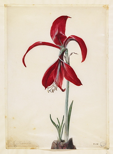 Lys de Saint-Jacques ou Amaryllis Croix de Saint-Jacques, Pierre Joseph Redouté, 18e siècle, 19e siècle