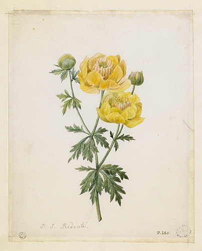 Tige de renoncule jaune ou Trolle d'Europe, Pierre Joseph Redouté, 18e siècle, 19e siècle