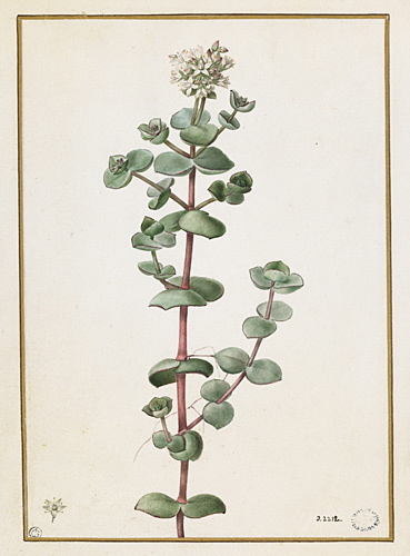 Rameau fleuri de plante grasse, Пьер-Жозеф Редуте