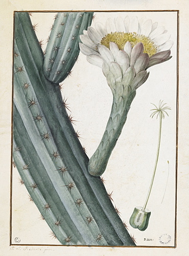 Fleur de Cereus à très petites épines, cactus cierge_0