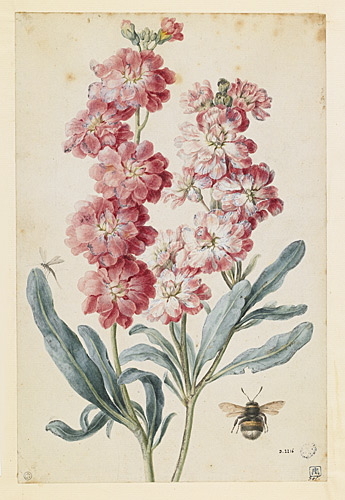 Giroflée (matthiole) quarantaine à fleurs doubles. Bourdon, moustique, Пьер-Жозеф Редуте