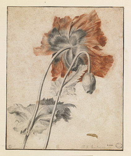 Pavot d'Orient, Pierre Joseph Redouté, 18e siècle, 19e siècle