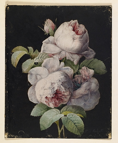 Bouquet de roses Cent-feuilles, Пьер-Жозеф Редуте