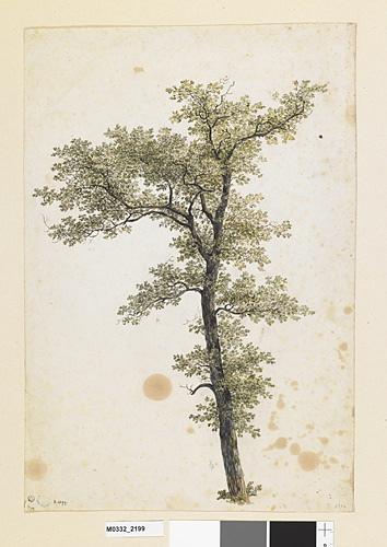Etude d'un chêne, Georges Michel, 19e siècle